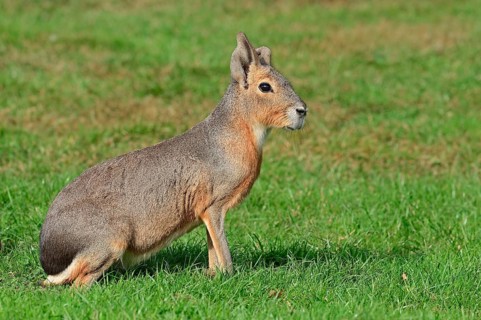Patagonian mara (Dolichotis patagonum), Patagonian guinea pig