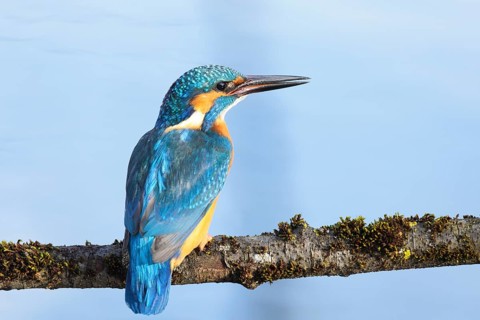 Common Kingfisher or Eurasian Kingfisher (Alcedo atthis), Tyrolean Unterland, Tyrol, Austria,