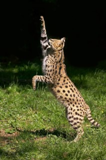 Serval (leptailurus serval), ADULT HUNTING, ON BACK LEGS