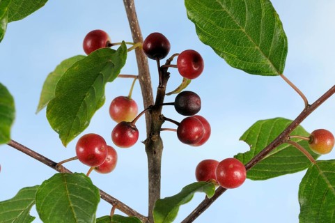 Alder buckthorn (Rhamnus frangula), buckthorn family (Rhamnaceae)
