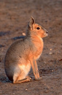 Patagonian mara (Dolichotis patagonum), side