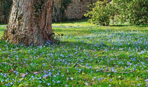 Meadow with squills (Scilla)