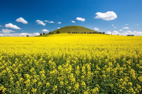 Canola fields shine on a clear sunny day near Smeaton in the Victorian goldfields, Australia,