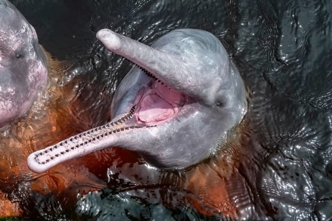 Close up of Pink river dolphin, mouth open, Rio Negro, Novo Airao, Brazil, South America