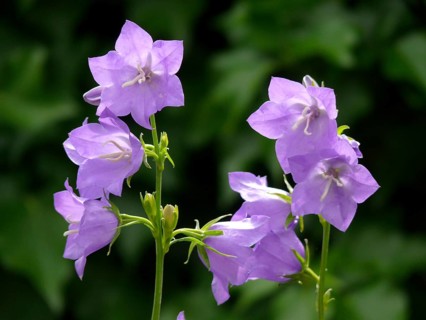 Peach-leaved bellflower (Campanula persicifolia) flowering in the garden