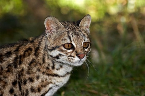 Tiger Cat or Oncilla (leopardus tigrinus), Portrait of Adult