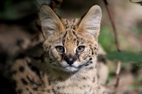 Serval (leptailurus serval), Portrait of Young
