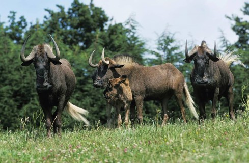Black Wildebeest (connochaetes gnou), Group with Mother and Calf