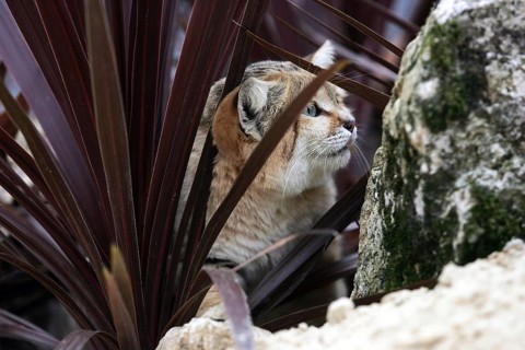 Sand Cat (felis margarita), Adult camouflaged