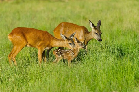 European roe deer (Capreolus capreolus) doe with fawn, fawn