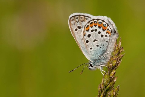 Silver-studded blue (Plebejus argus) North Rhine-Westphalia, Germany, Europe