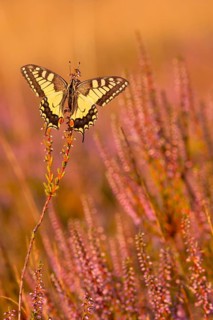 Swallowtail (Papilio machaon) in Heide, North Rhine-Westphalia, Germany, Europe