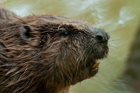 European beaver (Castor fiber), Rosenheim, Bavaria, Germany, Europe