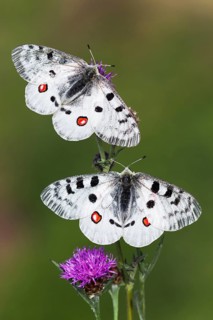 Apollo butterfly, Red Apollo, Moselle Apollo (Parnassius apollo vinningensis), Moselle, Moselle