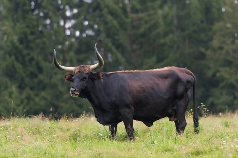 Aurochs