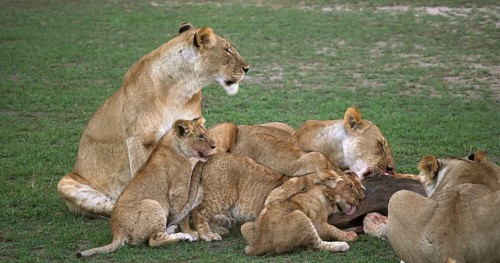 African Lion (panthera leo), Group with a Kill, a Wildebest, Masai Mara Park in Kenya