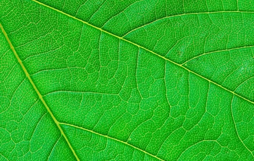 Sycamore (Acer pseudoplatanus), leaf, detail, Bergahorn, Blattdetail, [Pflanzen, plants,