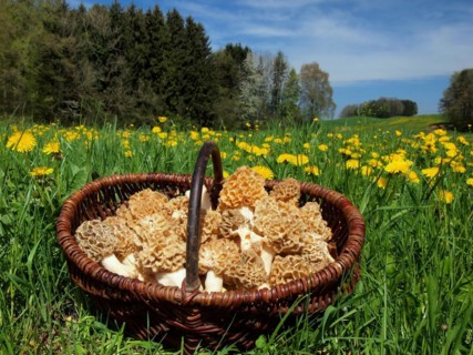 Basket with self-selected common morel (Morchella esculenta) in a meadow with dandelions in the