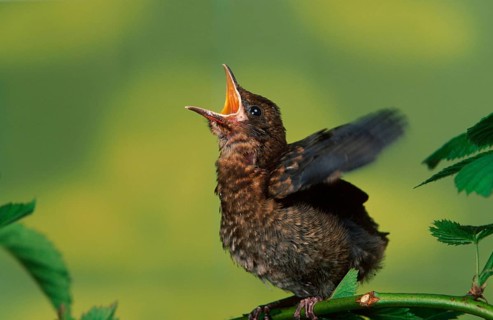 Young blackbird (Turdus merula) begging for food, Germany, Europe
