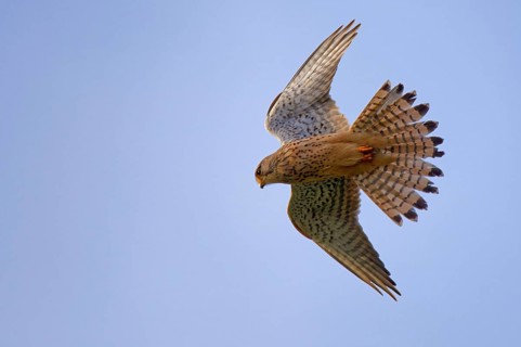 Kestrel in shaking flight