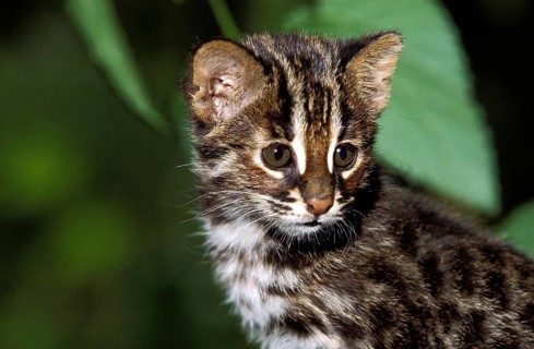 Amur Leopard Cat (prionailurus bengalensis) or Siberian Leopard Cat euptilura, Cub