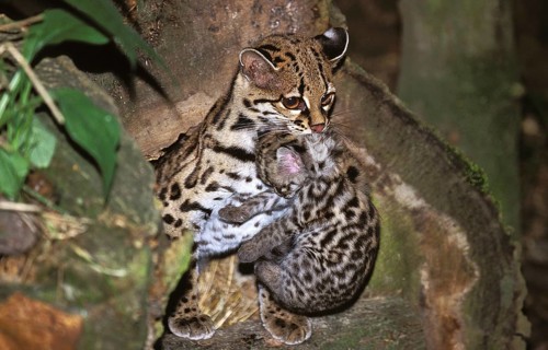 Margay (leopardus wiedii), MOTHER CARROW DICE