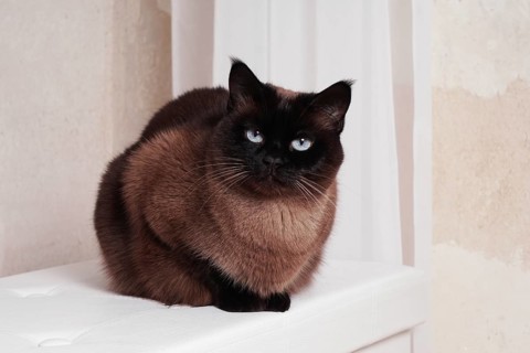purebred siamese or thai cat relaxing indoors