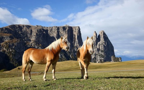 Horses