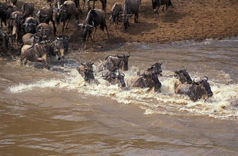 Blue Wildebeest (connochaetes taurinus), Herd crossing Mara River during Migration, Masai Mara park