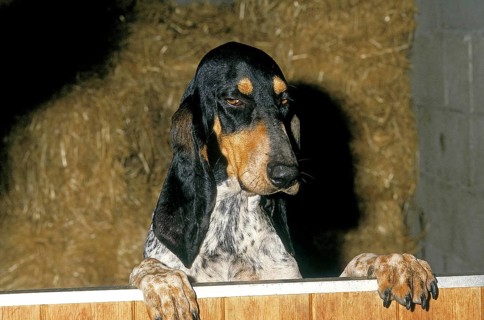 SMALL GASCON SAINTONGEOIS DOG, ADULT STANDING AT A STABLE DOOR