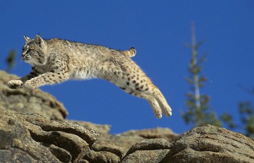 BOBCAT (lynx rufus), ADULT LEAPING FROM ROCK, CANADA