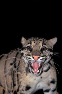 CLOUDED LEOPARD (neofelis nebulosa), PORTRAIT OF ADULT SNARLING