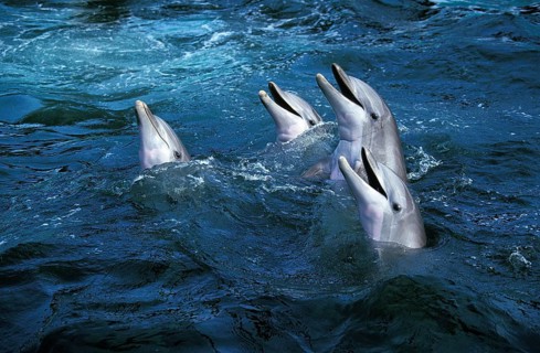 Bottlenose Dolphin (tursiops truncatus)