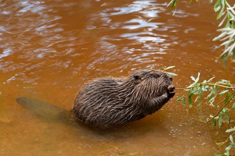 European beaver (Castor fiber), juvenile, Rosenheim, Bavaria, Germany, Europe