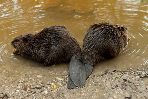 European beavers (Castor fiber), Rosenheim, Bavaria, Germany, Europe