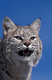 Bobcat (lynx rufus), Portrait of Adult against Blue Sky, Canada, North America