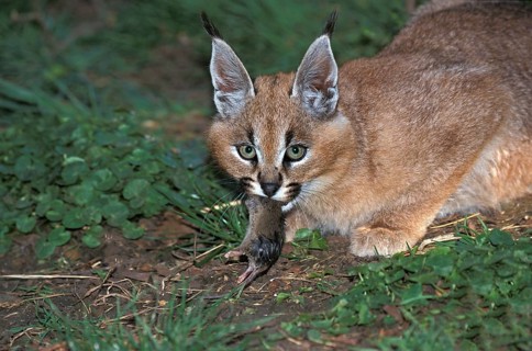 Caracal (caracal caracal), Adult eating Mouse