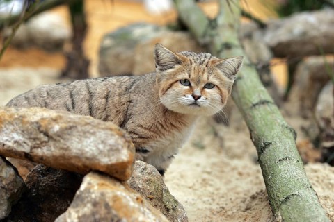 Sand sand cat (felis margarita), adults lots of stones