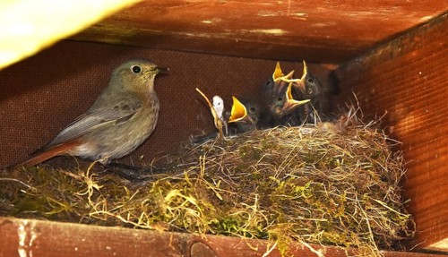Redstart, Phoenicurus ochruros, blackstart, black redstart, black redtail, Tithy's redstart