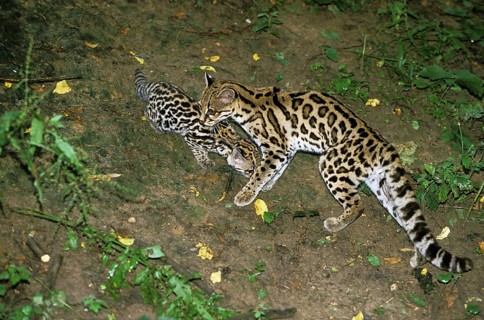 Margay Cat, leopardus wiedi, Female with Cub