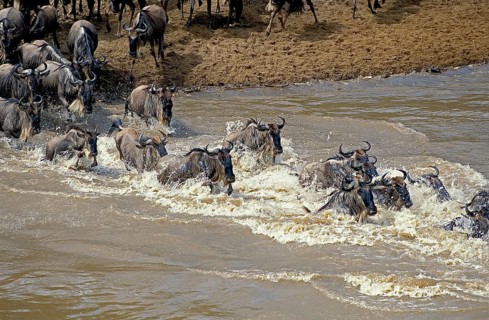 Blue Wildebeest (connochaetes taurinus), Herd Crossing Mara River during Migration, Masai Mara Park