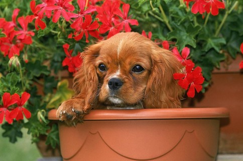 CAVALIER KING CHARLES SPANIEL, PUPPY IN GERANIUM FLOWER POT