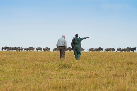 Safari, Tourist with ranger in front of white-bearded wildebeest, eastern white-bearded wildebeest