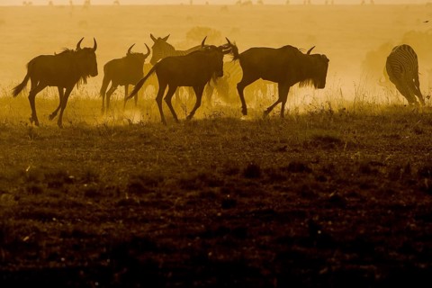 Adult, adventure, africa, african, animal, area, blue, botswana, bush, chobe, conservation,