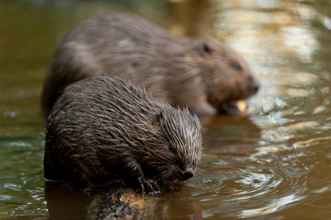 European beaver (Castor fiber) with young, Rosenheim, Bavaria, Germany, Europe