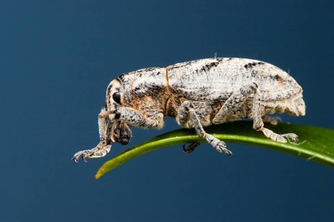 Sluggish weevil (Cleonus piger), Germany, Europe