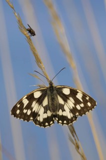 Marbled White (Melanargia galathea), Germany, Europe