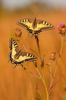 Swallowtail (Papilio machaon) North Rhine-Westphalia, Germany, Europe