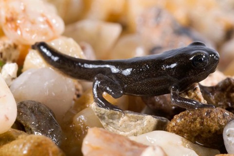Common toad (Bufo bufo), juvenile with tail