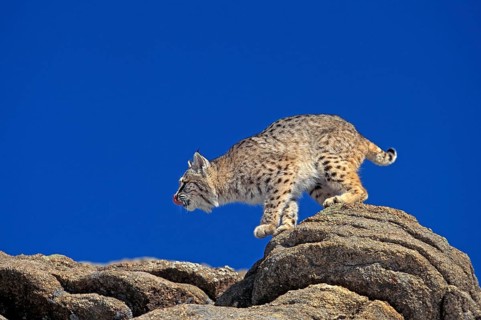 Bobcat (lynx rufus), Adult on Rocks, Canada, North America